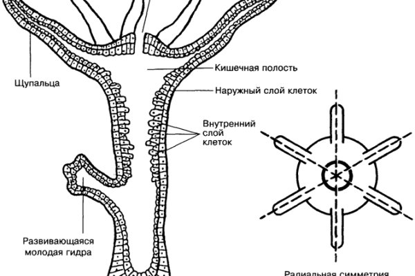 Кракен 13at